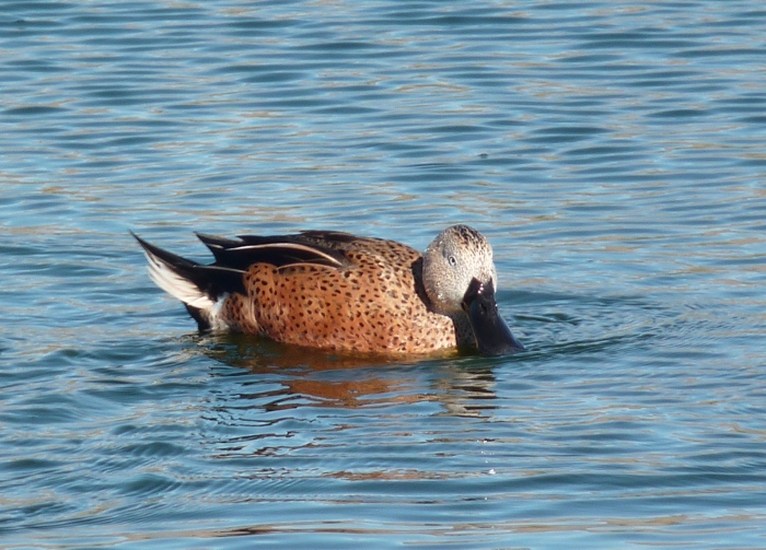 uccelli dalla Patagonia