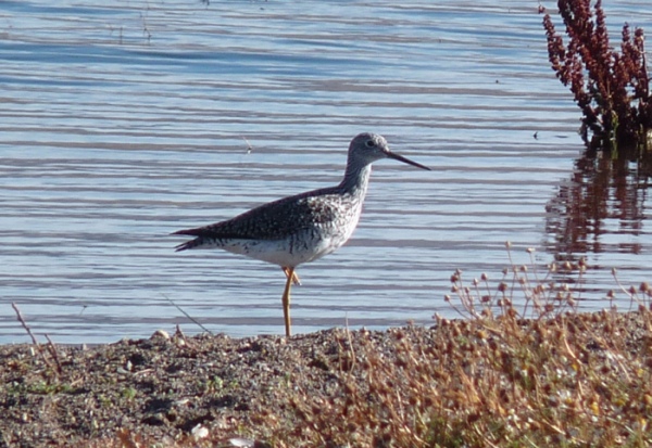 uccelli dalla Patagonia