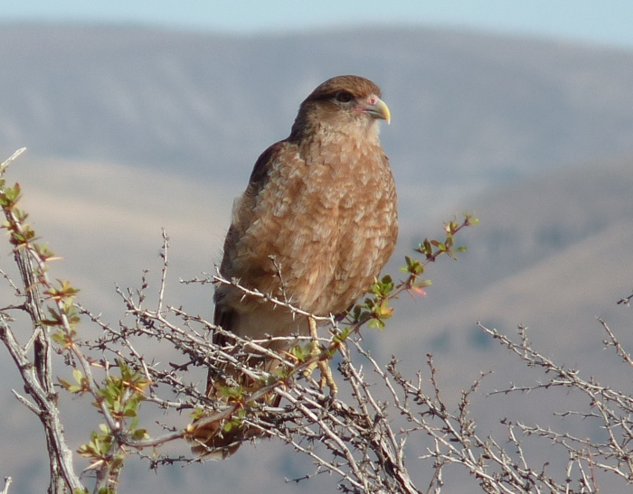 uccelli dalla Patagonia