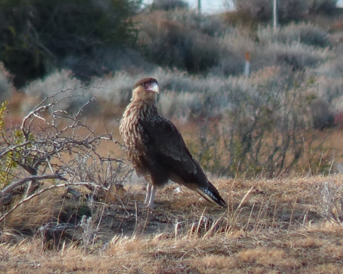 uccelli dalla Patagonia