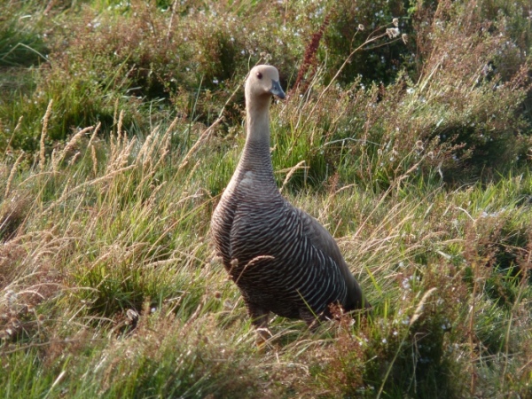 uccelli dalla Patagonia