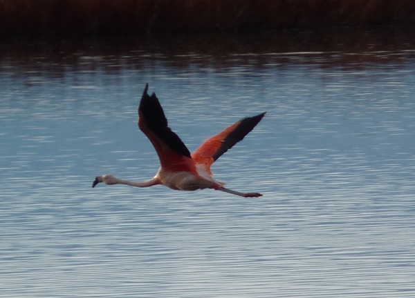 uccelli dalla Patagonia