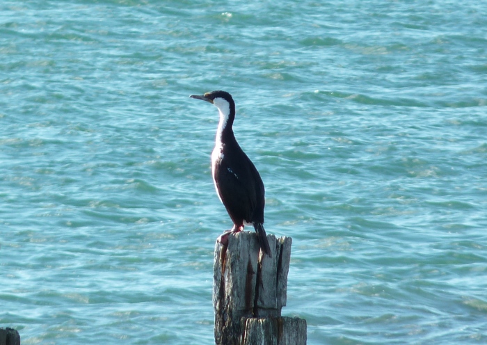 uccelli dalla Patagonia