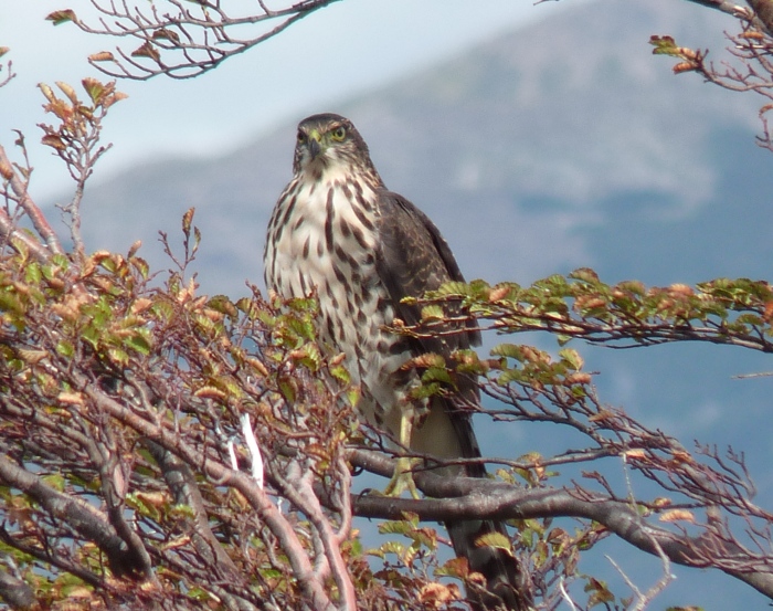 uccelli dalla Patagonia