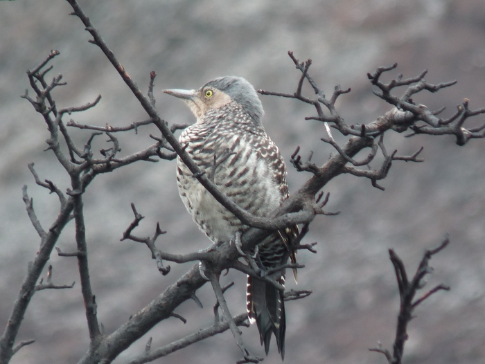 uccelli dalla Patagonia