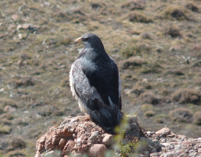 uccelli dalla Patagonia