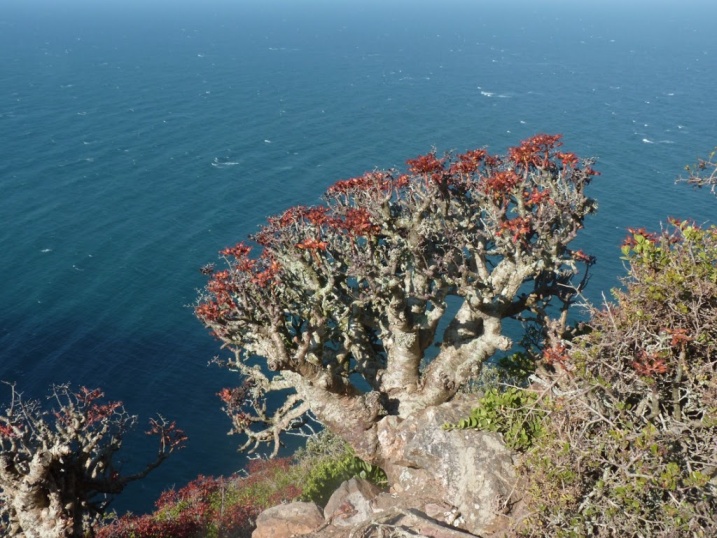 Tylecodon paniculatus (Crassulaceae) Sud Africa