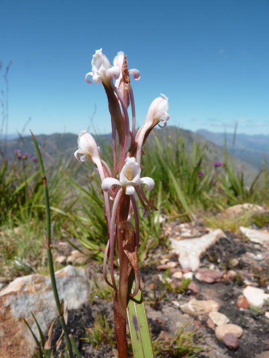 Satyrium cfr stenopetalum (Orchidaceae) Sud Africa