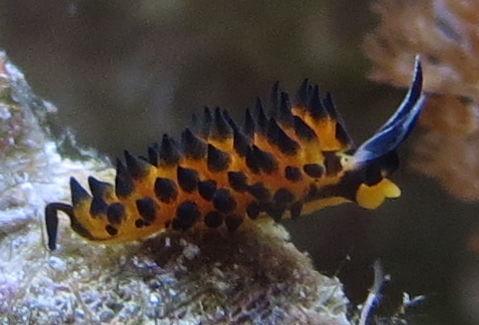 piccolo nudibranco