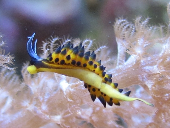 piccolo nudibranco