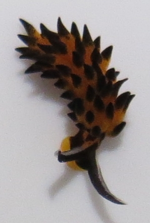 piccolo nudibranco