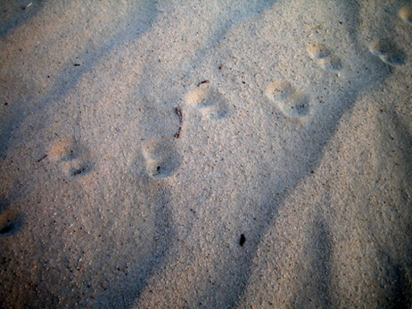 impronte nel deserto