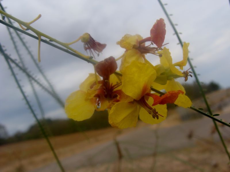 Parkinsonia aculeata