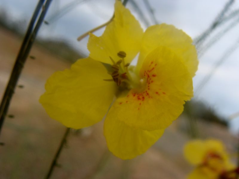 Parkinsonia aculeata