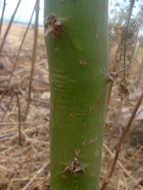 Parkinsonia aculeata