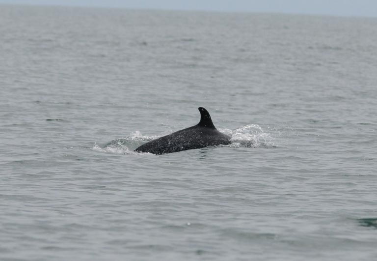 dolphins Costa Rica