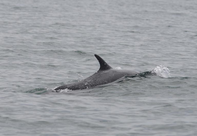 dolphins Costa Rica