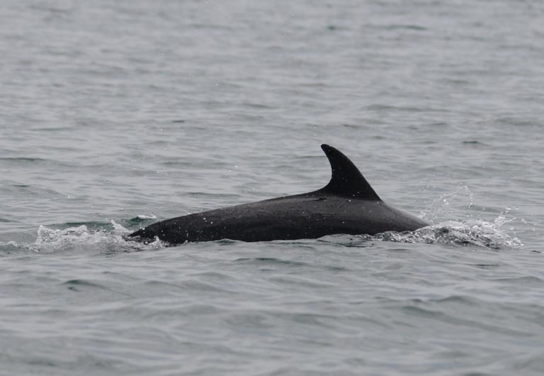 dolphins Costa Rica