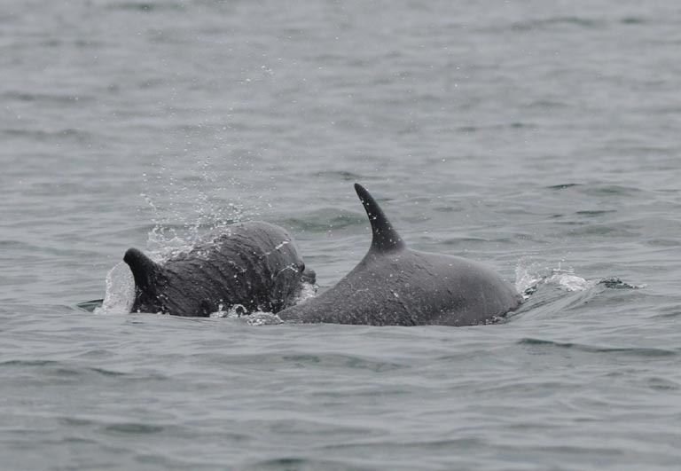 dolphins Costa Rica