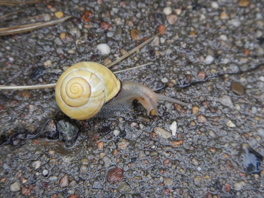 Chiocciola Danimarca da identificare