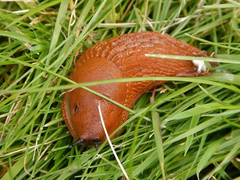 Limaccia Danimarca da identificare