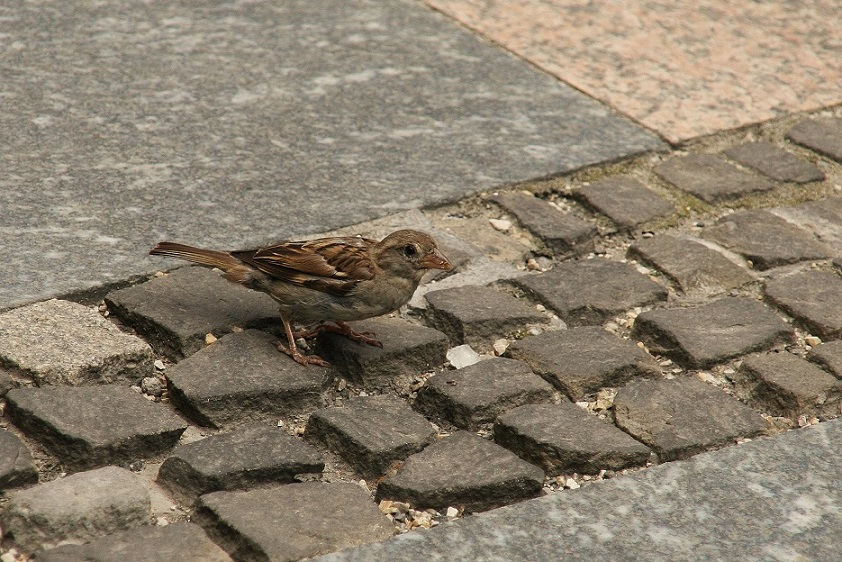 Passer domesticus (H)