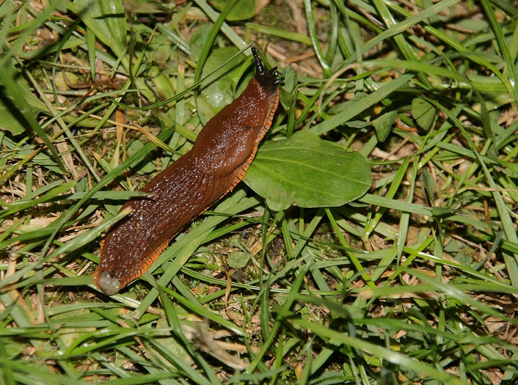 Cracovia (PL):  Arion sp. (Gastropoda - Arionidae)