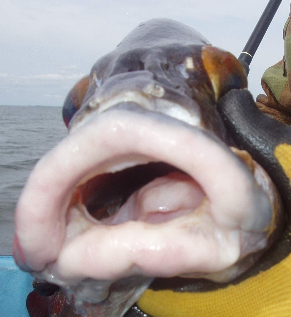 Pesce osseo atlantico coste africane