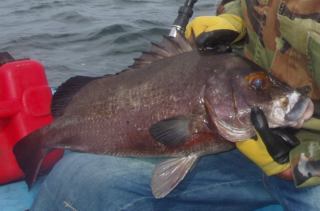 Pesce osseo atlantico coste africane