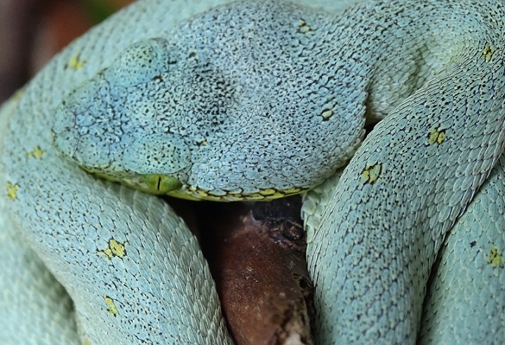 Bothriopsis bicolor