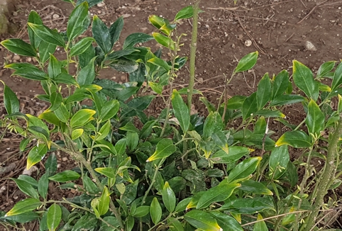 Buxaceae: cv. di Sarcococca cfr. confusa