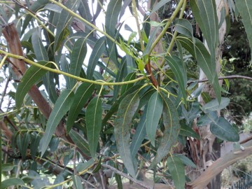 Specie di Eucalyptus