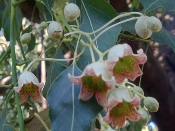 Brachychiton populneus (Malvaceae)