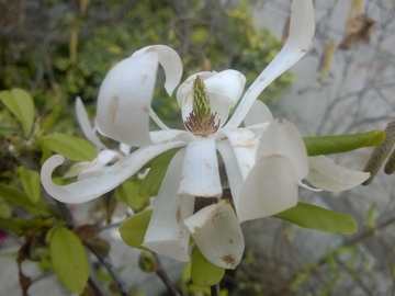 Specie di Magnolia