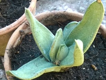 Mi sembra una Gasteria