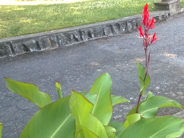 Simile alla Canna indica