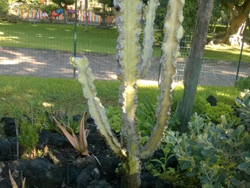 Euphorbia gigante variegata