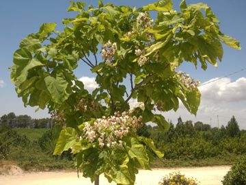 Alberello fiorito:    Catalpa bignonioides (Bignoniaceae)