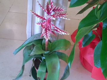 Bromeliacea da determinare