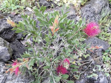 Callistemon sp.