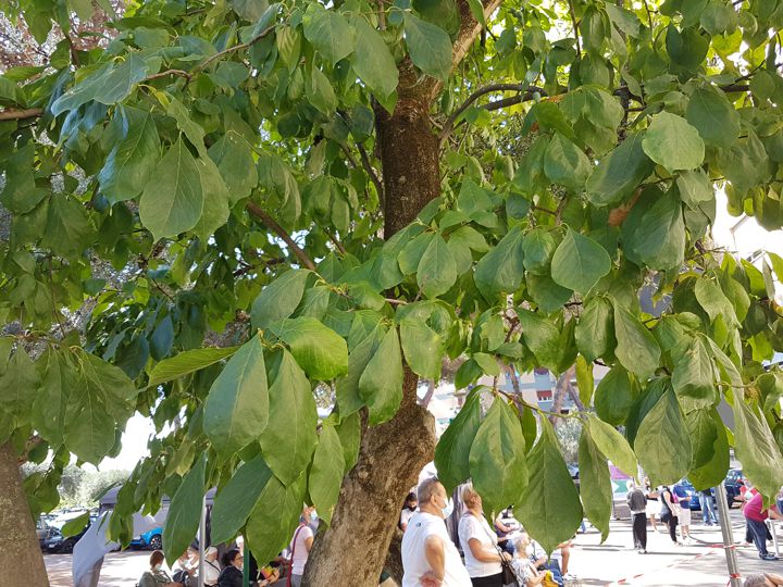 Albero con foglie periformi: Magnolia sp.