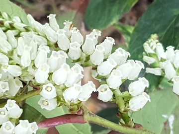 Arbusto di Leucothoe fontanesiana