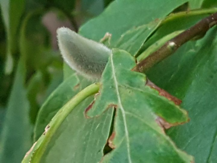 Albero con foglie periformi: Magnolia sp.