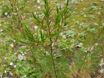 cv di Chamelaucium uncinatum