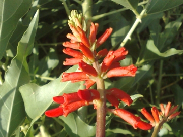 Penso che sia una pianta esotica - Erythrina sp