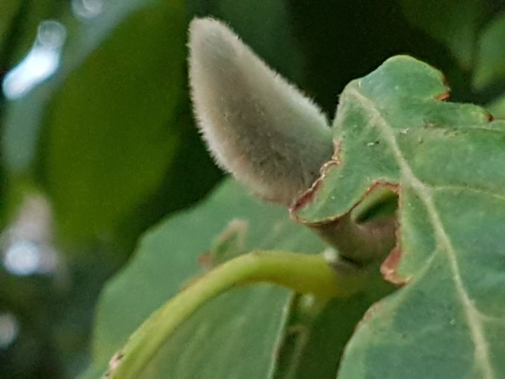 Albero con foglie periformi: Magnolia sp.