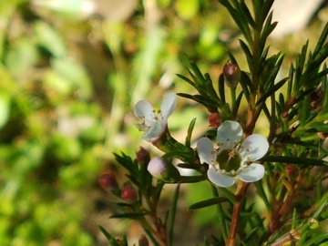 cv di Chamelaucium uncinatum