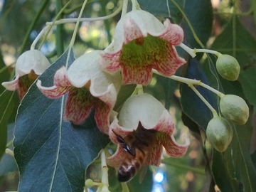 Brachychiton populneus (Malvaceae)