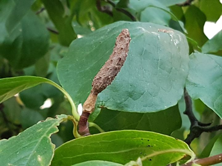 Albero con foglie periformi: Magnolia sp.