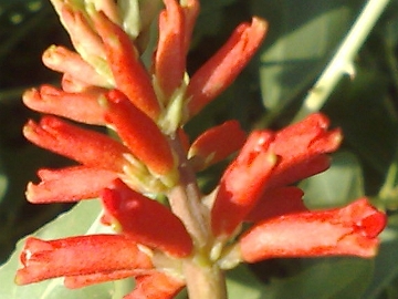 Penso che sia una pianta esotica - Erythrina sp